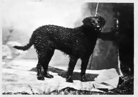 Curly-Coated Retriever photo