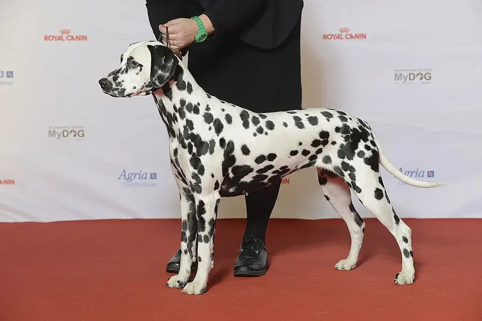 Dalmatian photo
