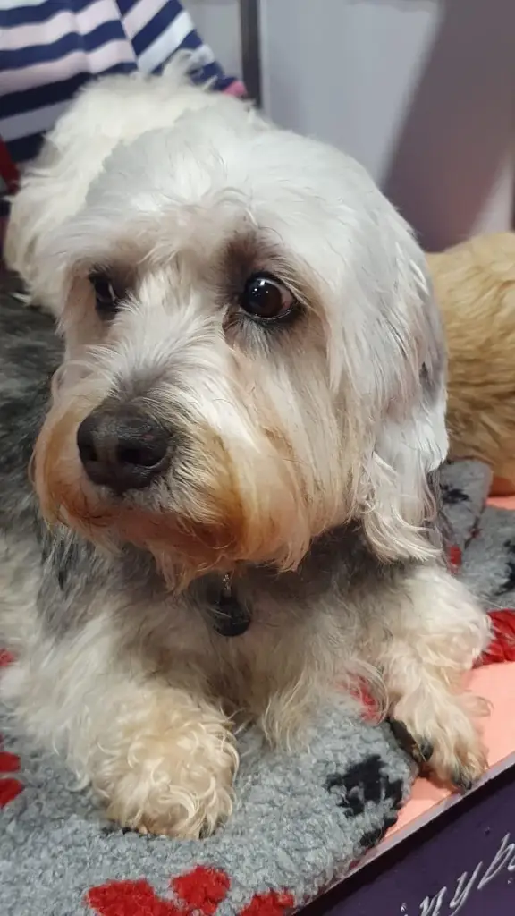 Dandie Dinmont Terrier photo