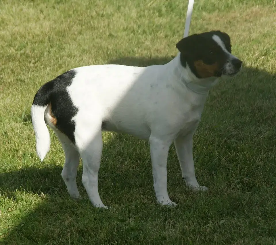 Danish-Swedish Farmdog photo