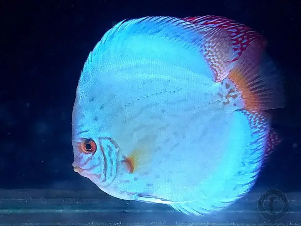 Discus Fish photo
