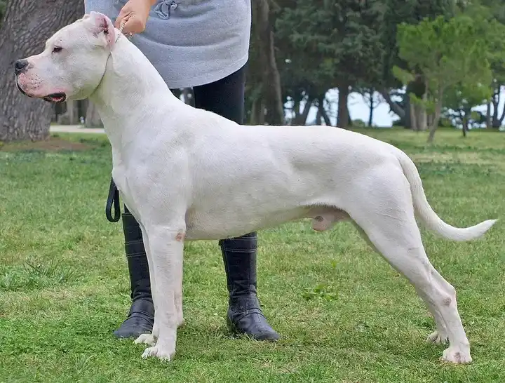 Dogo Argentino photo
