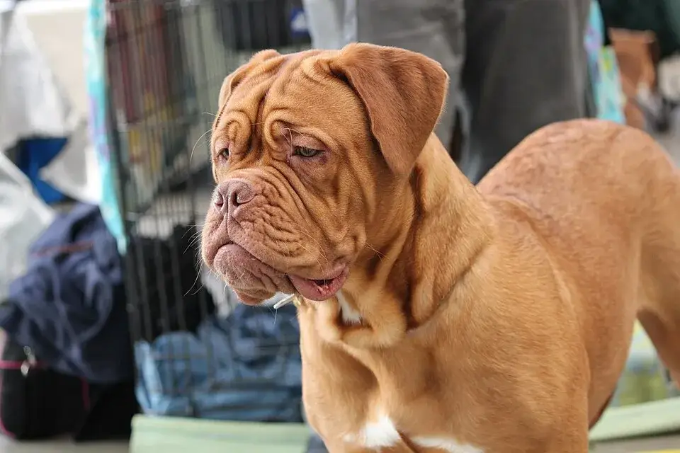 Dogue de Bordeaux photo