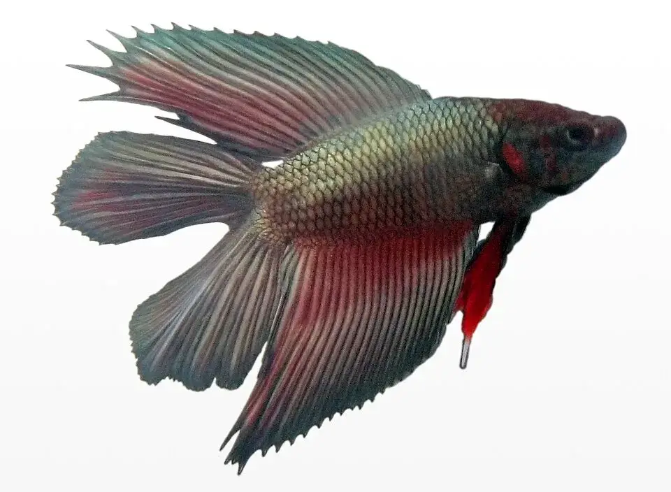 Double Tail Betta photo