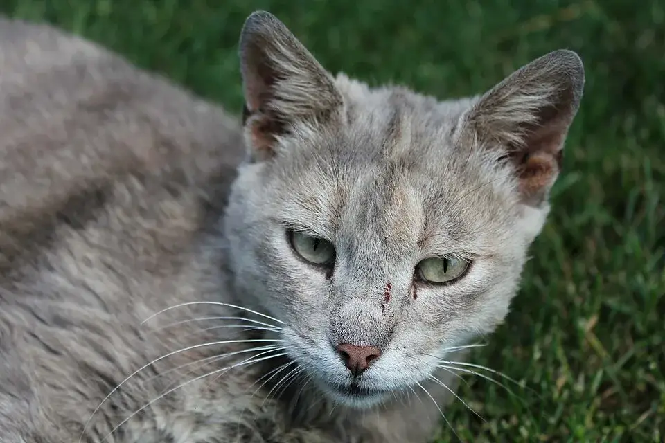 Domestic Shorthair photo