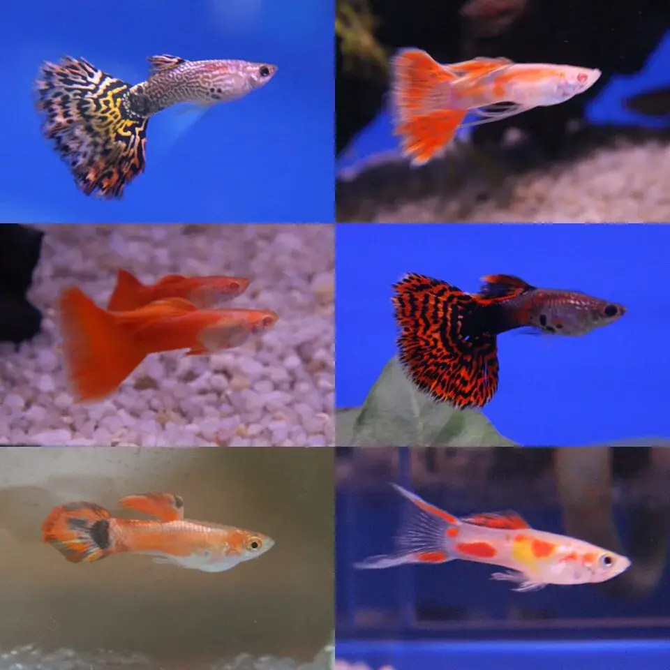 Dumbo Guppy photo