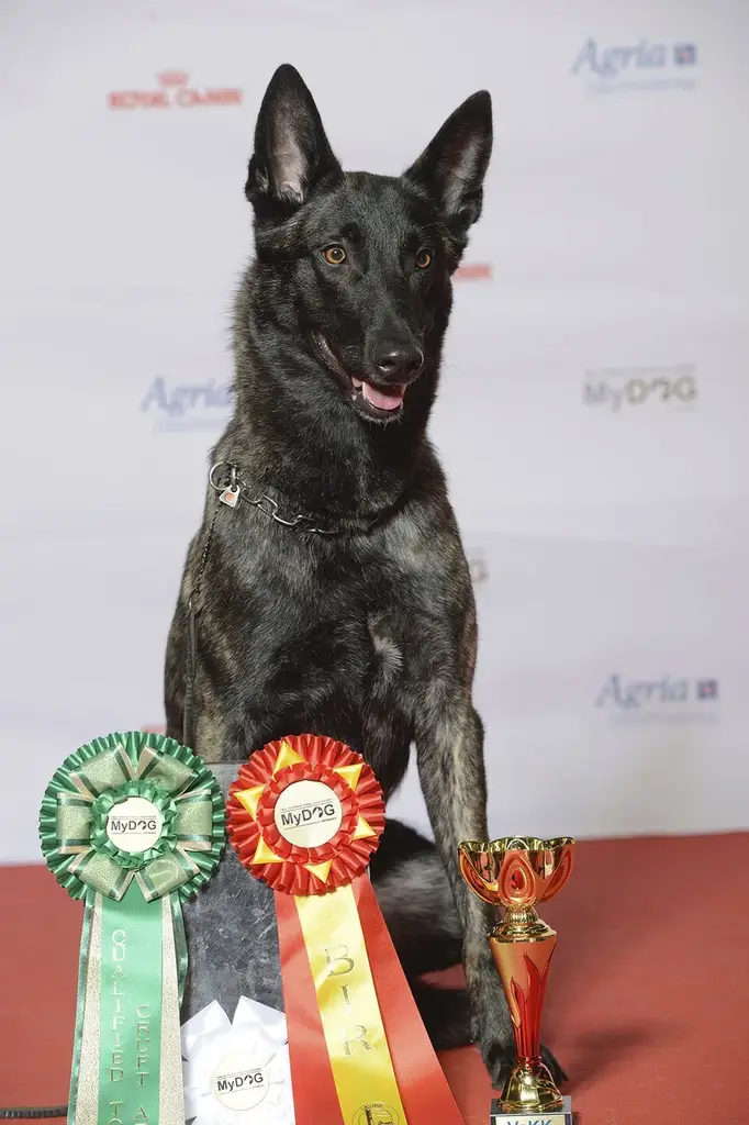 Dutch Shepherd photo