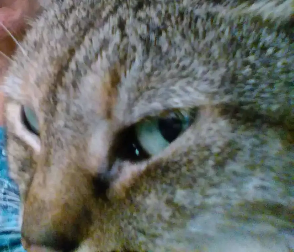 Egyptian Mau photo
