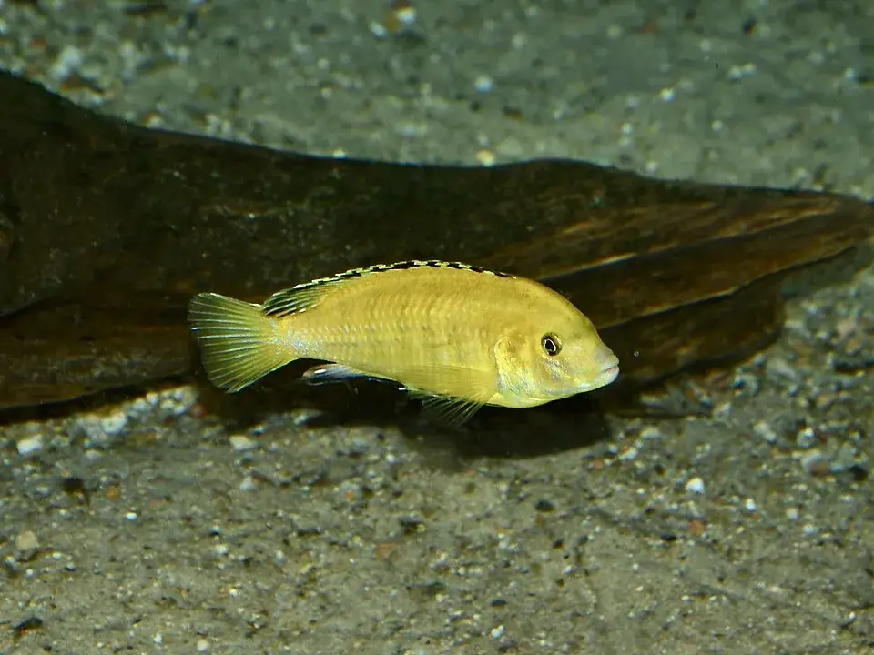 Electric Yellow Cichlid photo