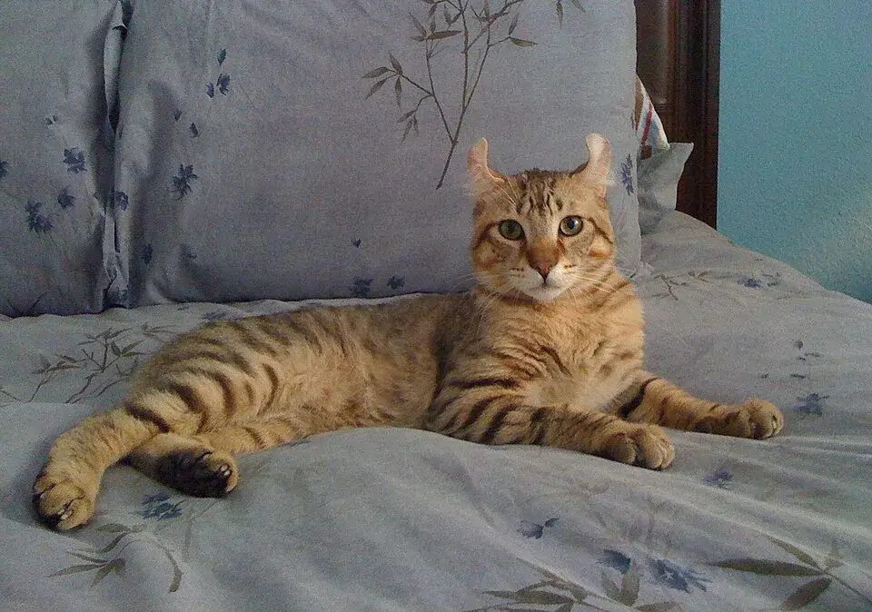Elf Cat photo