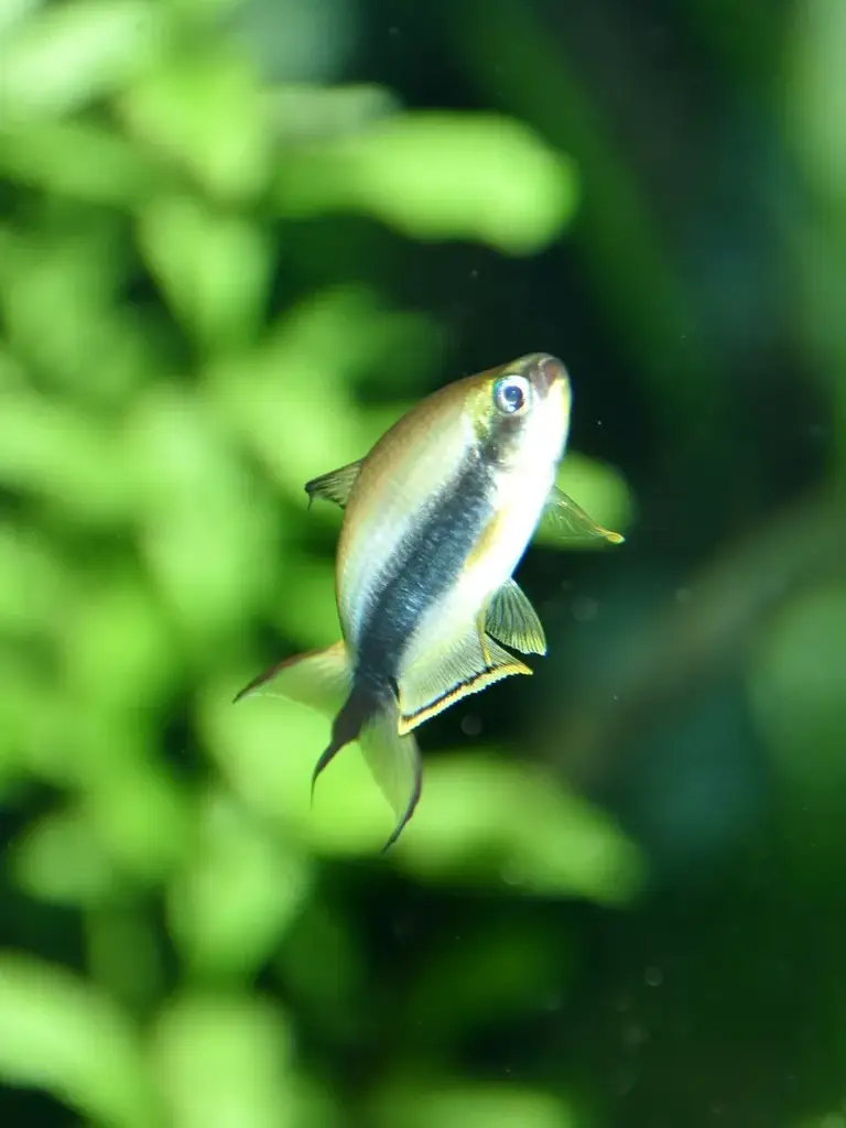Emperor Tetra photo
