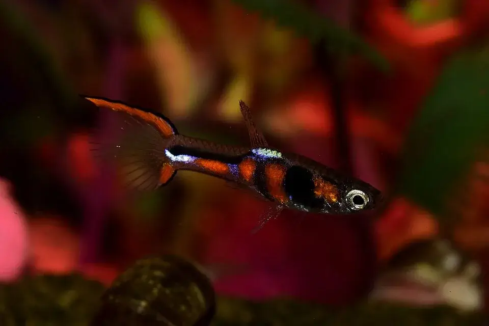 Endler Guppy photo
