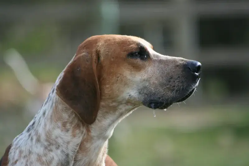 English Foxhound photo