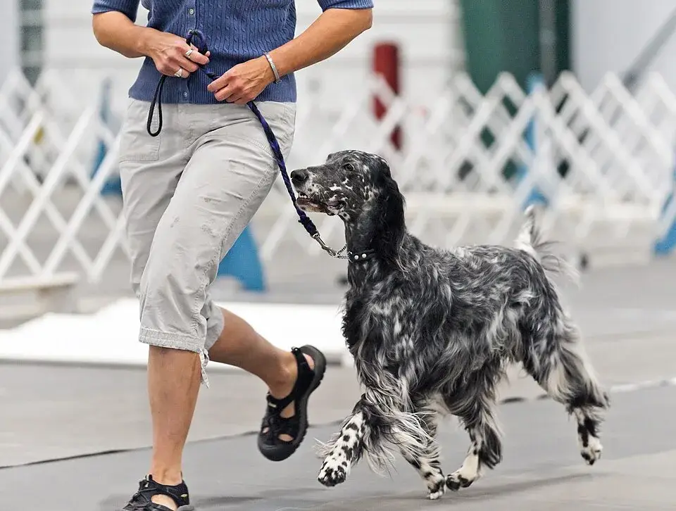 English Setter photo