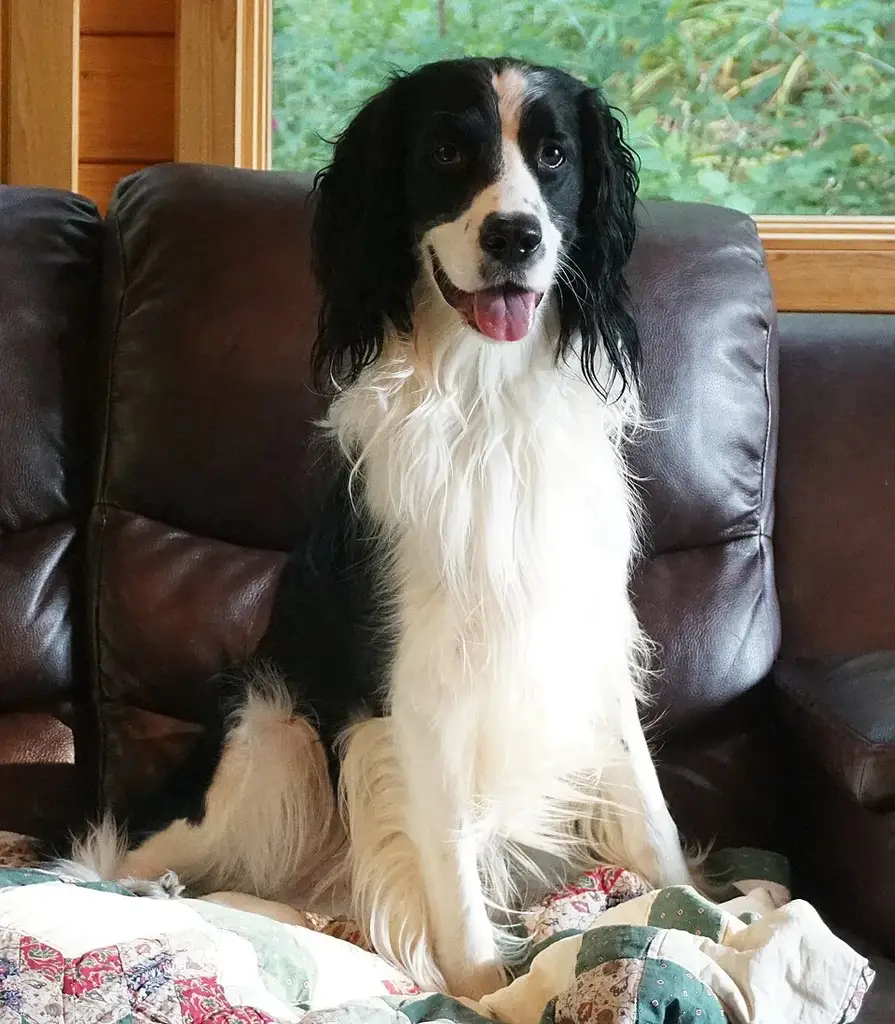 English Springer Spaniel photo