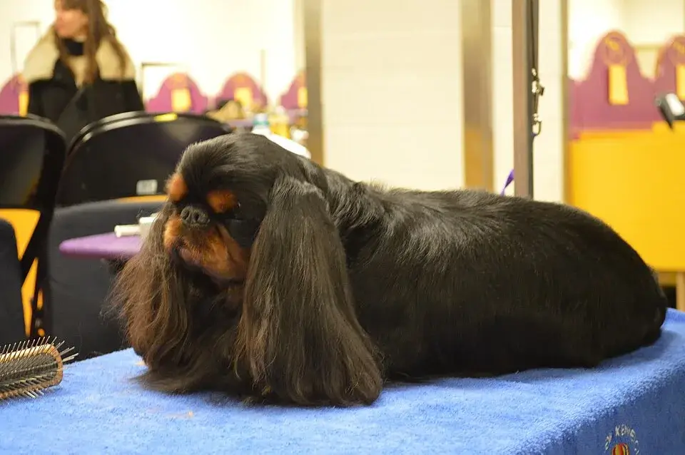 English Toy Spaniel photo