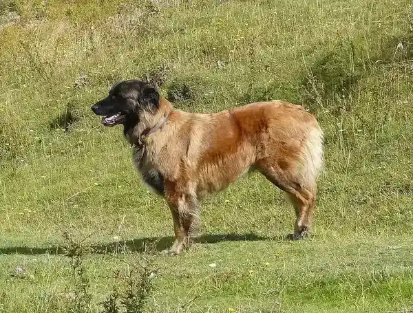 Estrela Mountain Dog photo