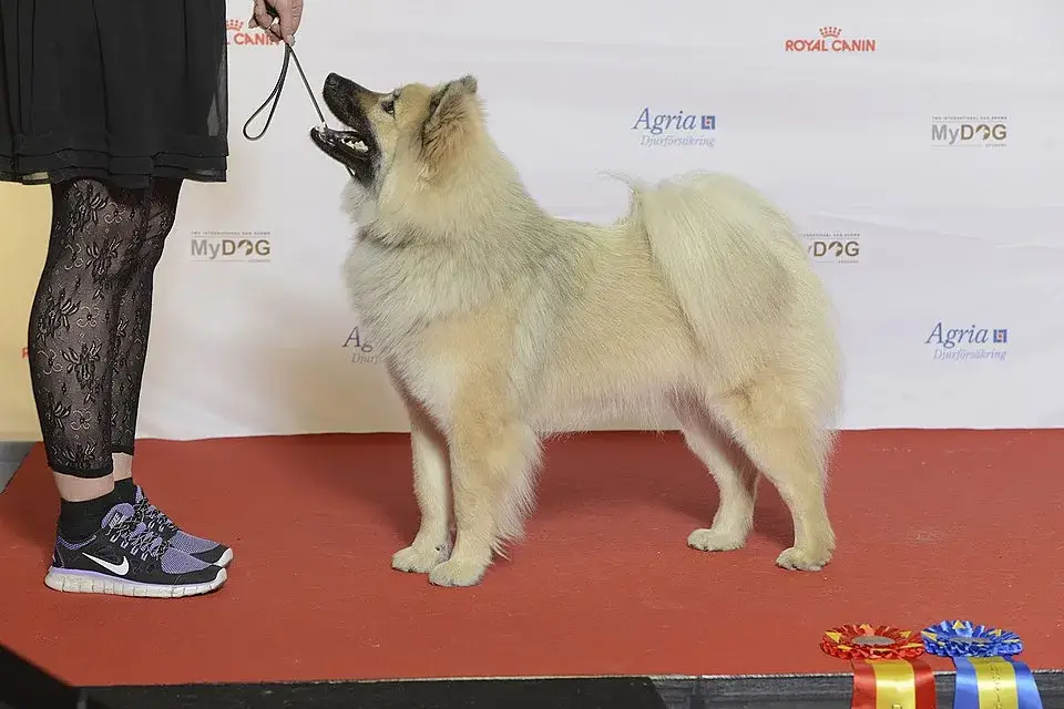 Eurasier photo