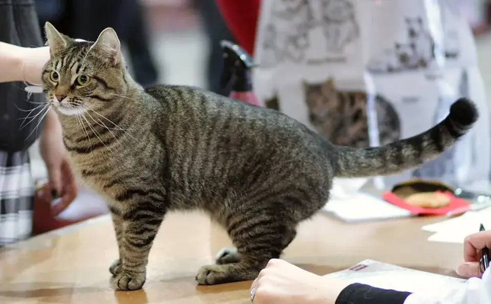 European Shorthair photo