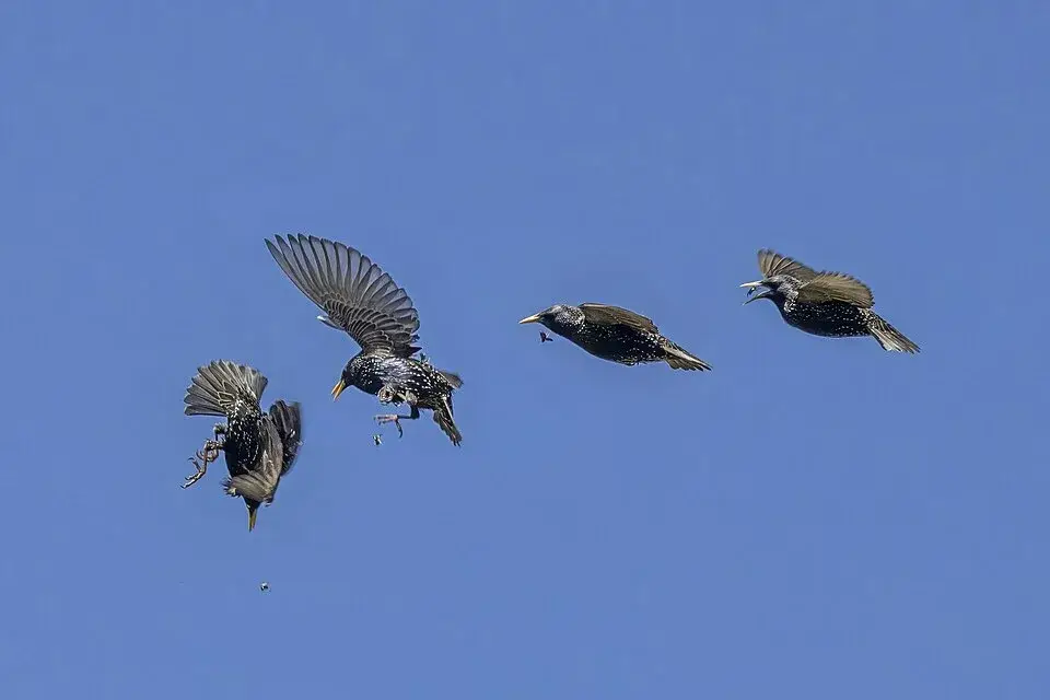 European Starling photo