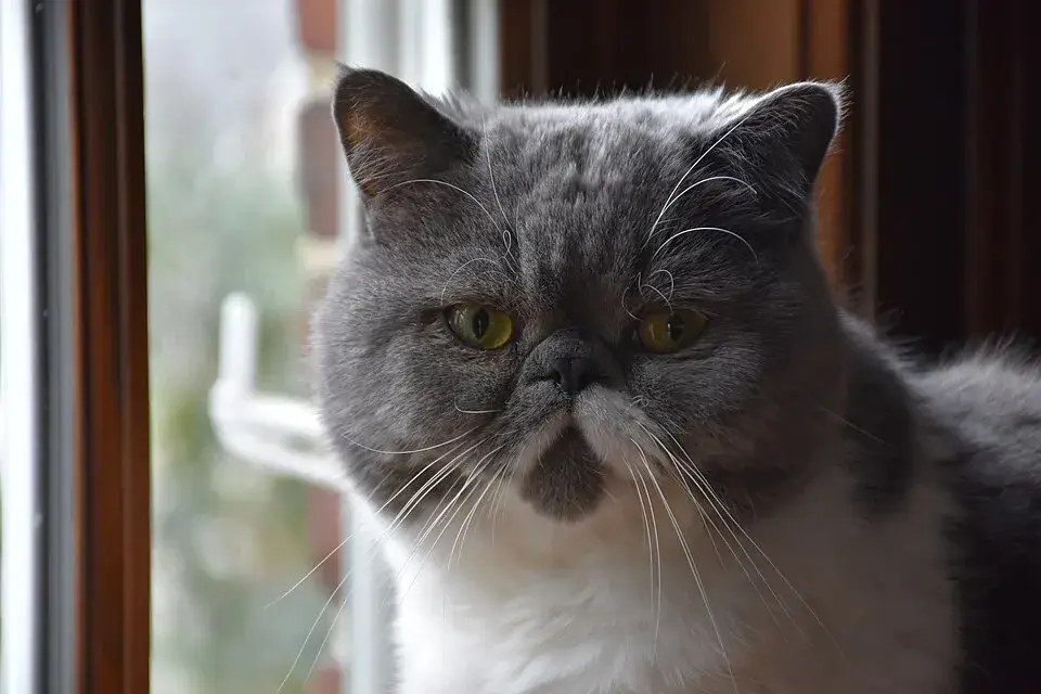 Exotic Shorthair photo