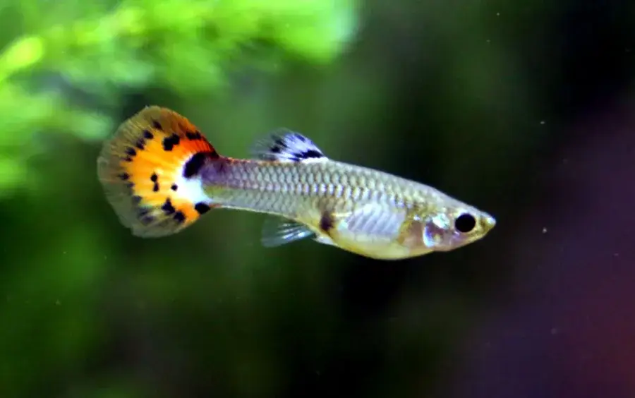 Fancy Guppy photo