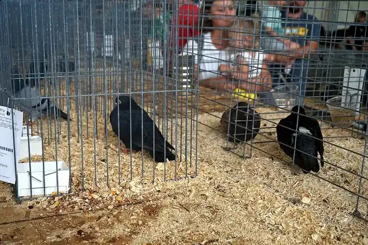 Fancy Pigeon photo