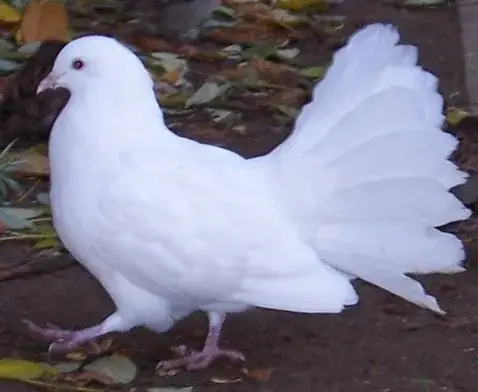 Fantail Pigeon photo