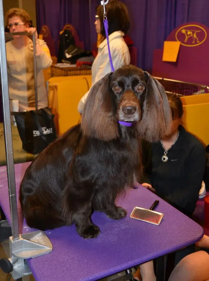 Field Spaniel photo