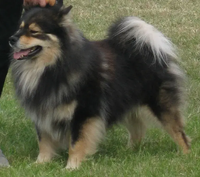 Finnish Lapphund photo
