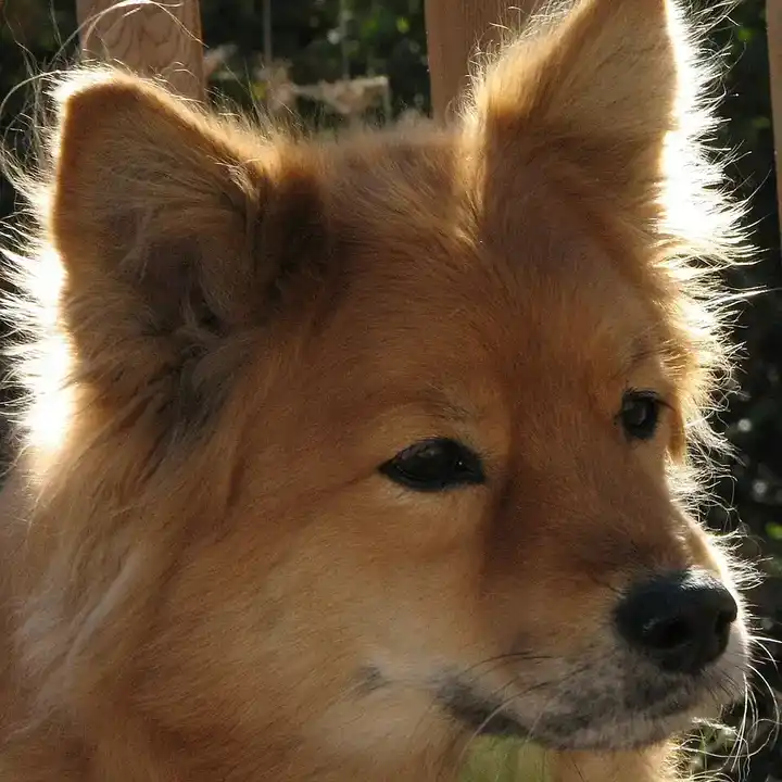 Finnish Spitz photo