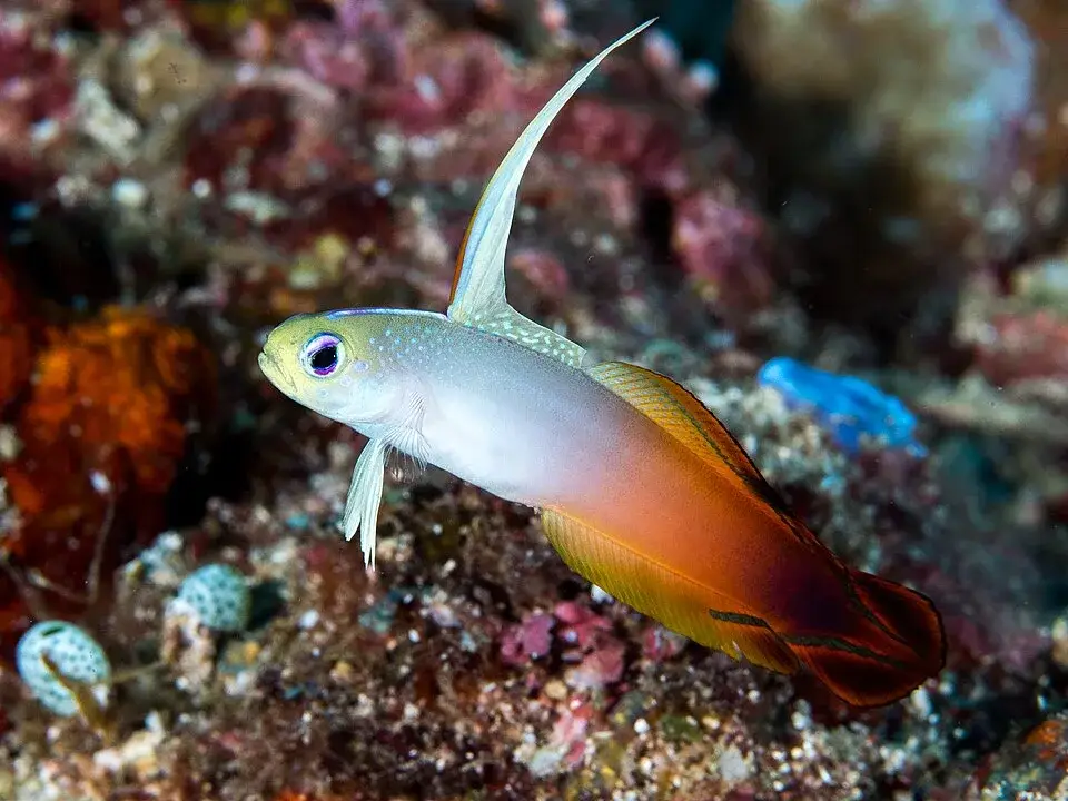 Firefish Goby photo