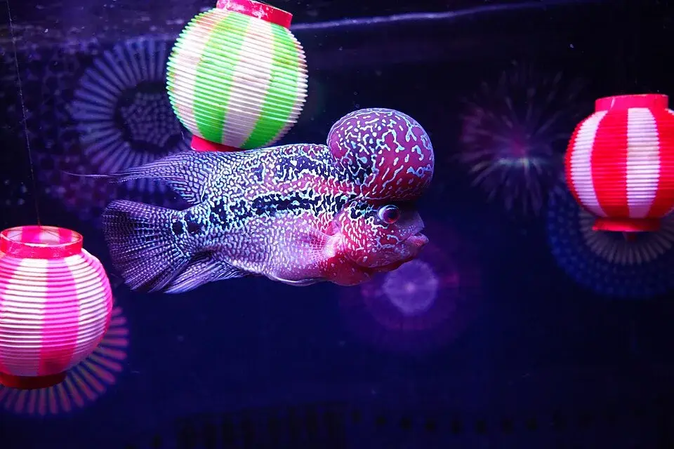 Flowerhorn Cichlid photo