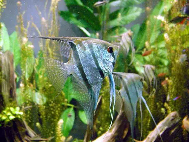 Freshwater Angelfish photo