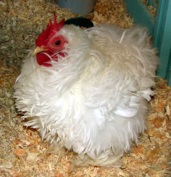Frizzle Chicken photo