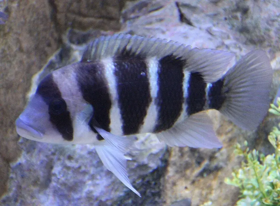 Frontosa Cichlid photo