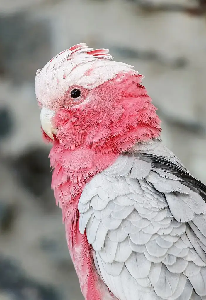 Galah photo