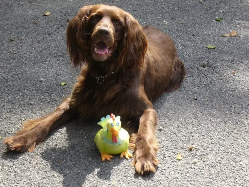 German Longhaired Pointer photo