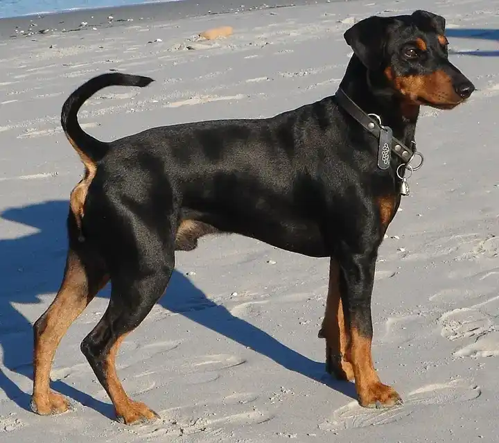 German Pinscher photo