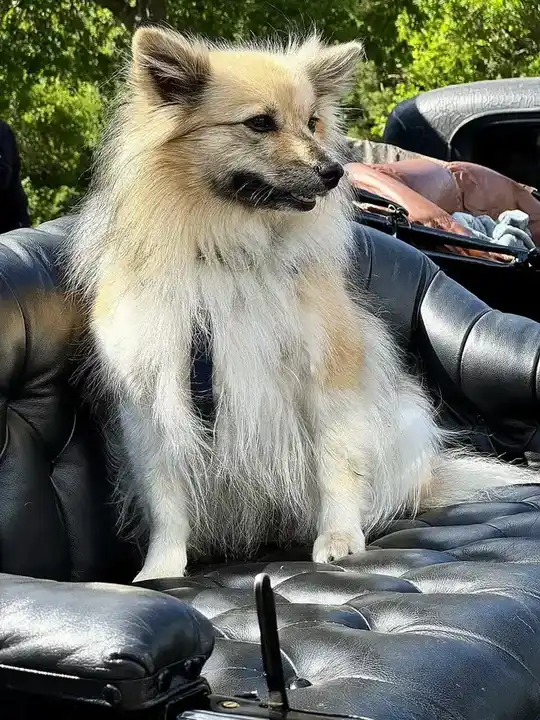 German Spitz photo