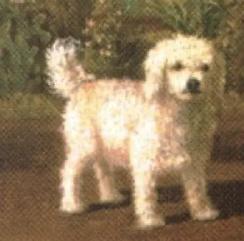 Glen of Imaal Terrier photo