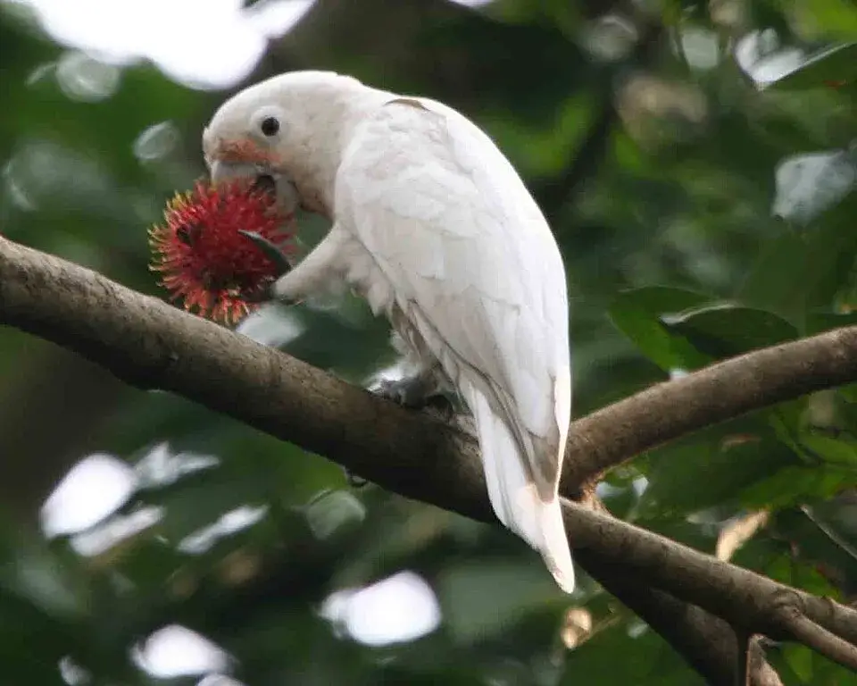 Goffin's Cockatoo photo