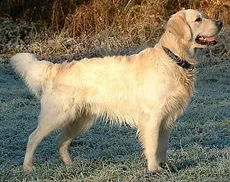 Golden Retriever photo