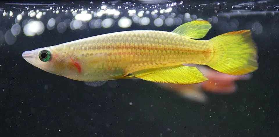Golden Wonder Killifish photo
