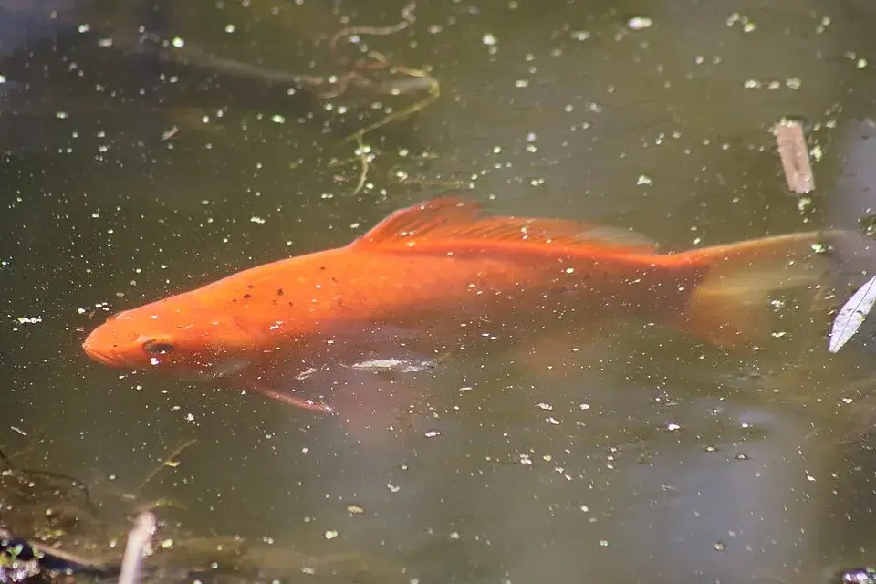 Goldfish photo