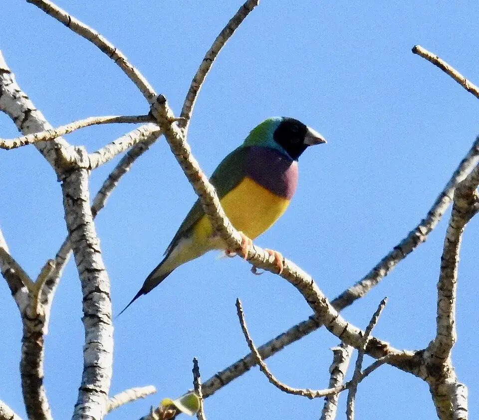 Gouldian Finch photo