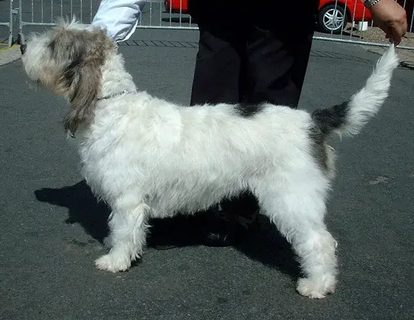 Grand Basset Griffon Vendéen photo