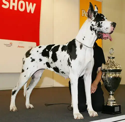 Great Dane photo