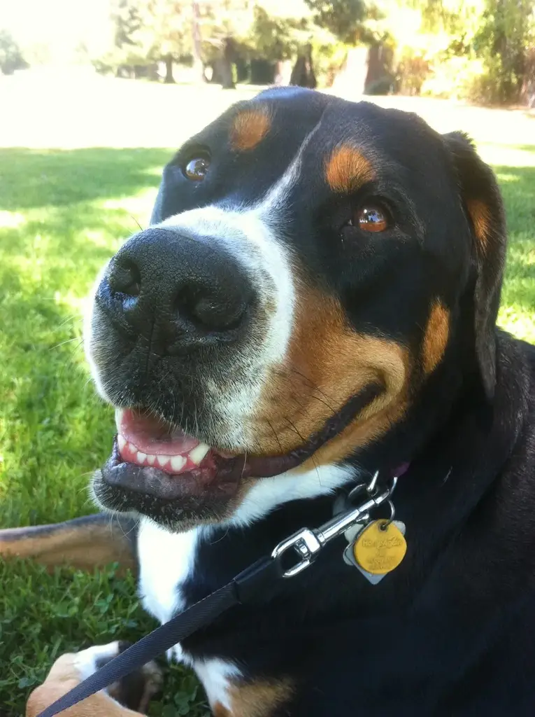 Greater Swiss Mountain Dog photo