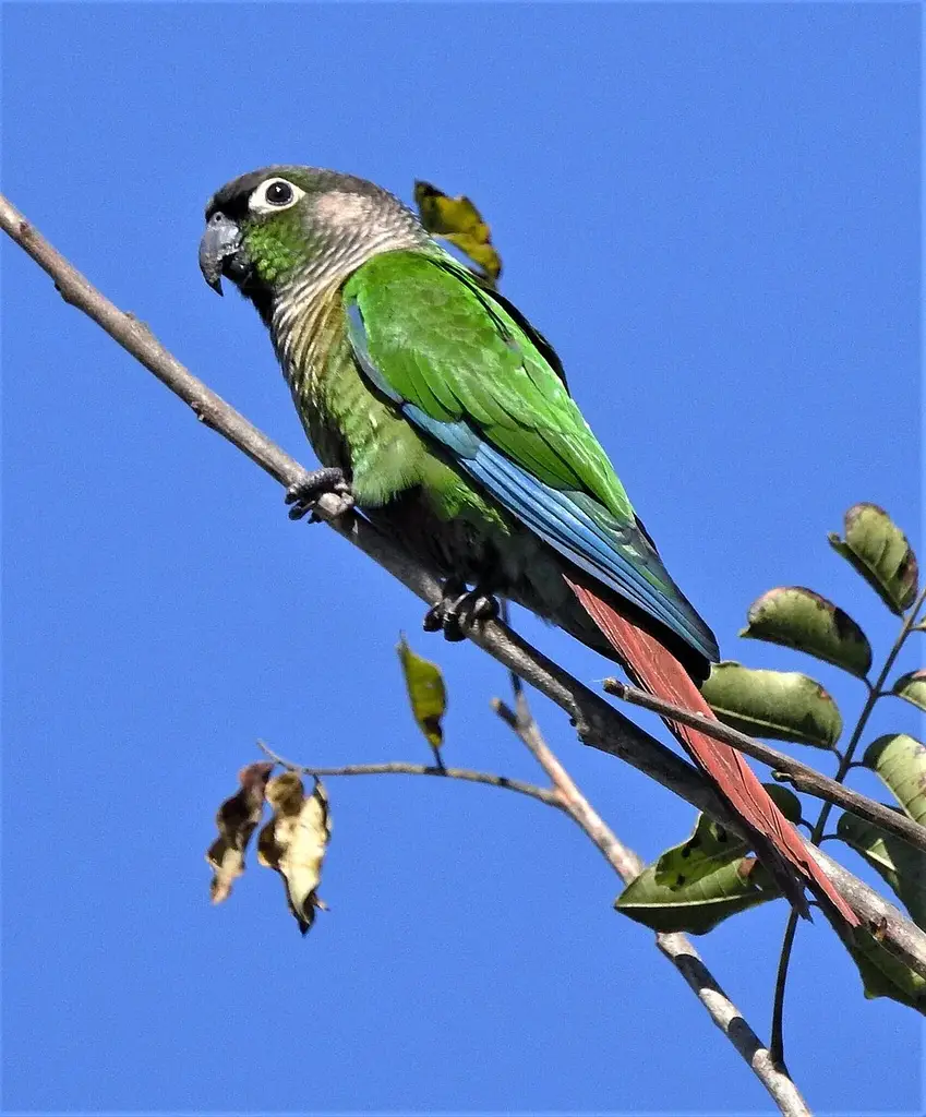 Green-Cheeked Conure photo